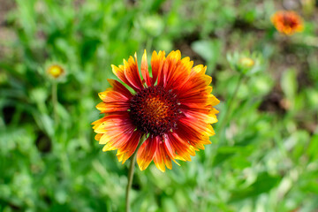 Top view of one vivid yellow and red Gaillardia flower, common name blanket flower,  and blurred green leaves in soft focus, in a garden in a sunny summer day, beautiful outdoor floral background.