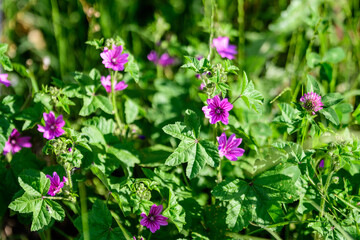 Many delicate pink magenta flowers of Althaea officinalis plant, commonly known as marsh-mallow in a British cottage style garden in a sunny summer day, beautiful outdoor floral background.