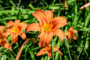 Many small vivid orange flowers of Lilium or Lily plant in a British cottage style garden in a sunny summer day, beautiful outdoor floral background photographed with soft focus.