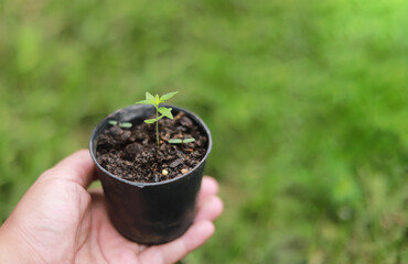 gardener hand hold cannabis tree in farm for growth in experimental
