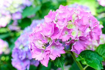 Fototapeta premium Magenta pink hydrangea macrophylla or hortensia shrub in full bloom in a flower pot, with fresh green leaves in the background, in a garden in a sunny summer day.