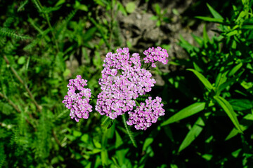 Close up of beautiful vivid pink magenta flowers of Achillea millefolium plant, commonly known as yarrow, in a garden in a sunny summer day.