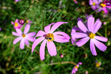 Fototapeta premium Many delicate vivid pink flowers of Cosmos plant in a cottage style garden in a sunny summer day, beautiful outdoor floral background photographed with soft focus