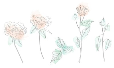 Vector watercolor set of roses