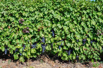 Row with large plants with many ripe organic dark black grapes and green leaves in vineyard in a sunny autumn day .