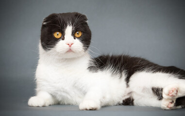 black and white lop-eared cat lies