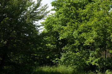 summer background: trees with lush green leaves against blue sky