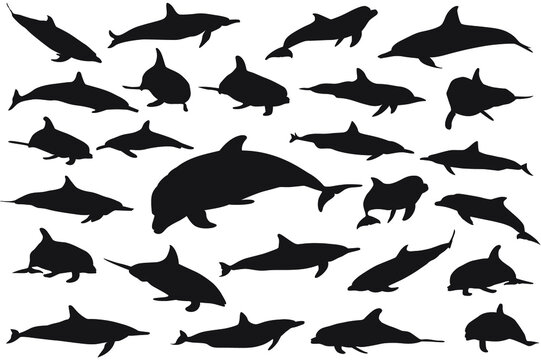 Dolphin Silhouette Vector file for download