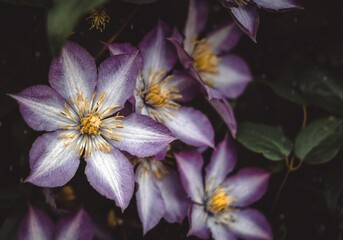 close up of clematis 