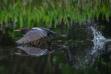 Cormorant takeoff from the water