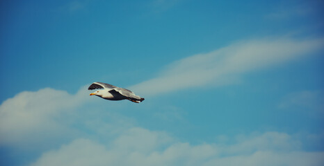 Seagull  in the sky