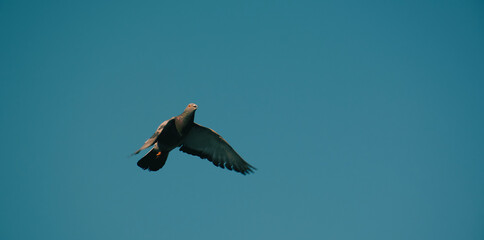 Dove in flight