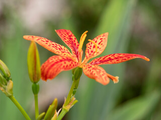 Closeup of a lovely orange blackberry lily flower