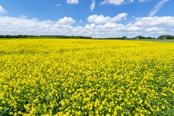 Fototapeta premium field of rape in Schleswig-Holstein, Germany