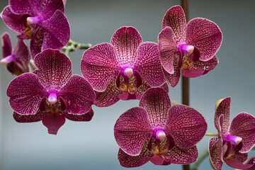 Phalaenopsis, also known as moth orchids - 514811102