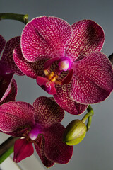 Phalaenopsis, also known as moth orchids - 514811103