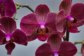 Phalaenopsis, also known as moth orchids