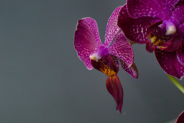 Phalaenopsis, also known as moth orchids - 514811105