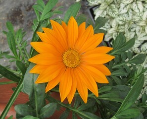 Orange flower closeup, Nursery visit