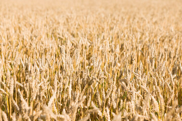 Field of golden wheat. Crops growing on farmland, UK countryside