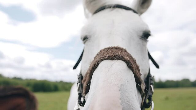 Close-up of the muzzle of a white horse standing in a field. The animal is good-natured and ready to communicate