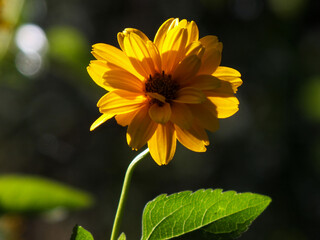 A close-up photo of an orange Heliopsis flower on a dark background