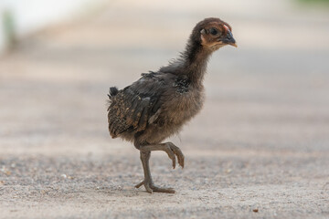 Little hen, chicken walking on sidewlk, chicken run