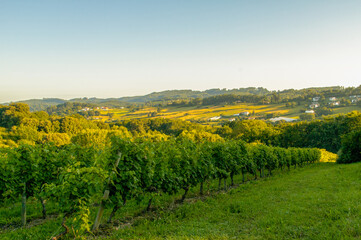 Fototapeta na wymiar Beautiful vineyard in the Basque country