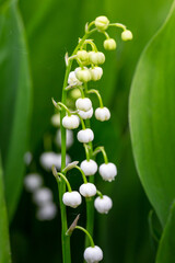Blossom white lilies of the valley with raindrops in springtime macro photography. Garden May bells buds with water drops summertime close-up photo. Wet Convallaria majalis floral background.