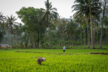 rice field on java