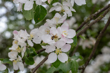 A bee pollinates an apple tree flower macro photography in springtime. A honey bee pollinates flowers with white petals close-up photo on a summer day.
