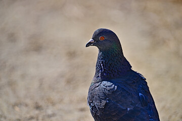 A Rock Pigeon - Closeup