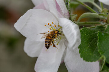 A bee pollinates an apple tree flower macro photography in springtime. A honey bee pollinates flowers with white petals close-up photo on a summer day.