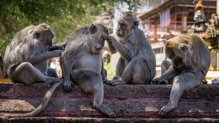 group of macaques