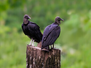 Two Black Vultures standing on  stump on green background