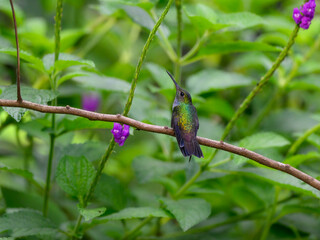 Blue-chested Hummingbird sitting on stick against green plants