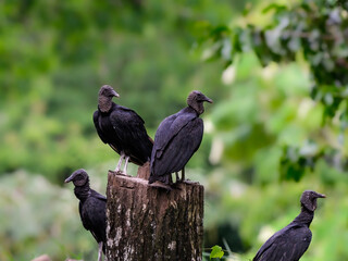 Black Vultures  on green background