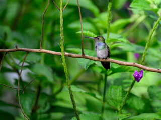 Blue-chested Hummingbird sitting on stick against green plants