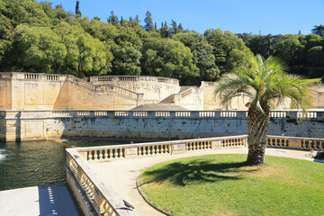 Le palmier près de la source Nemausus, aux Jardins de la Fontaine à Nîmes. - obrazy, fototapety, plakaty