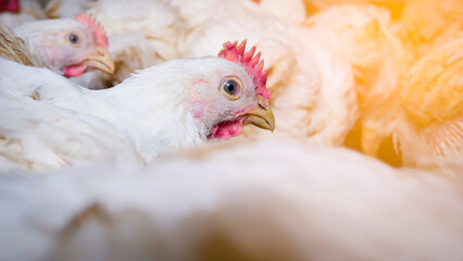 Close up shite chicken in farming business