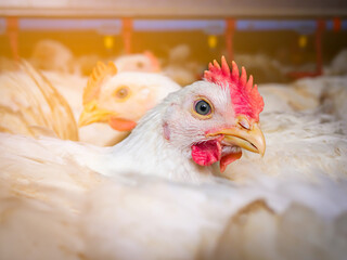 Close up shite chicken in farming business