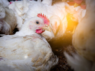 Close up shite chicken in farming business