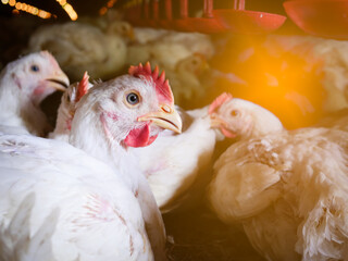 Close up shite chicken in farming business