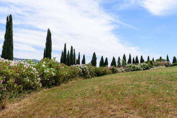 Oleanderhecke in der Toskana  mit Zypressen und   Himmel mit Wolken