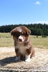 Bébé chiot de race Berger Australien dans la nature