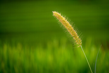 grass in the wind