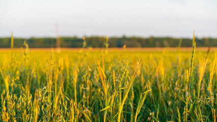 Wheat field at sunset. Selective focus - 514817577