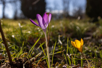 Obraz premium purple crocus flowers