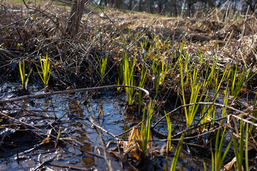 reeds in the water