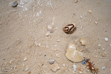 Beach shells sand dollar wave shell island Florida seaweed wallpaper